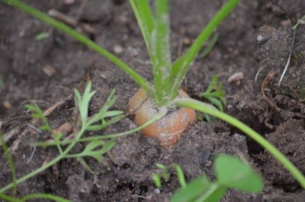 ��� ��������� ���������� ������� � ������� ��� ������� � ������� �����������