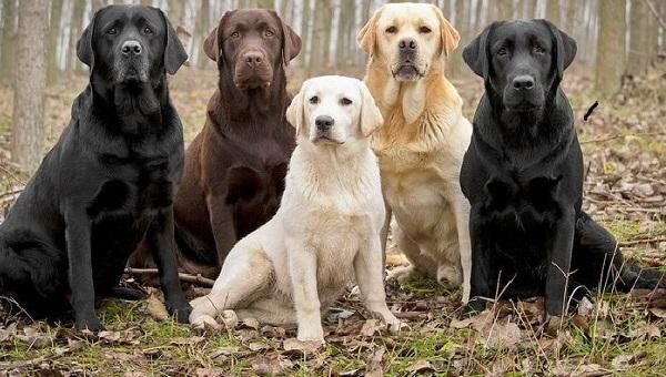 ��� ����� �� �������� ���������? ������� � ������, ���� � ������������ ������� � ������