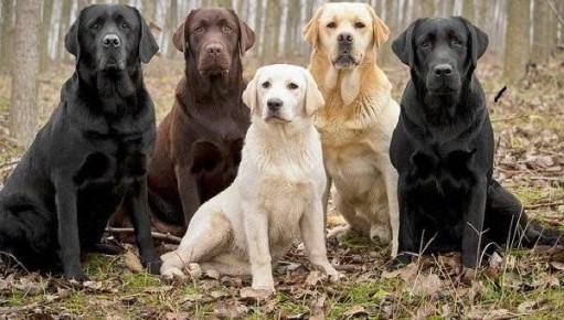 ��� ����� �� �������� ���������? ������� � ������, ���� � ������������ ������� � ������