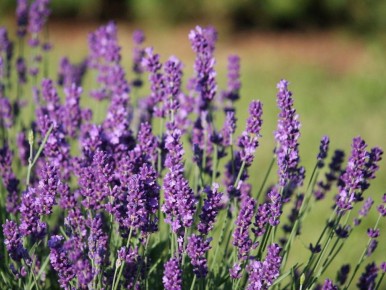 Лаванда: секреты ухода за аристократом среди растений