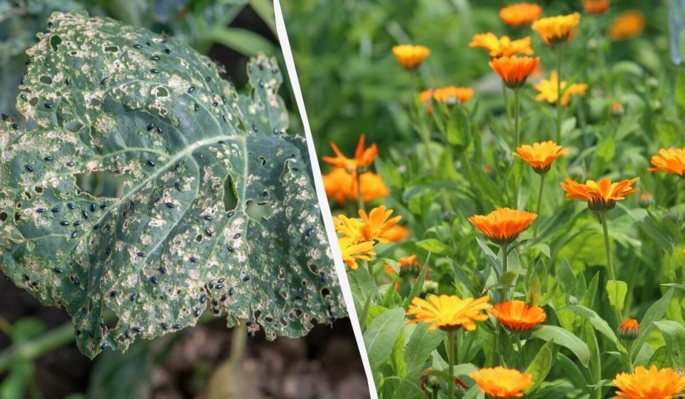 ��� ���������� �� ������������� ������ �� ������� � ������ ��� �����