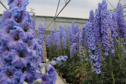 ������� ��������� ������ ����� �����������: ��� �������� �������