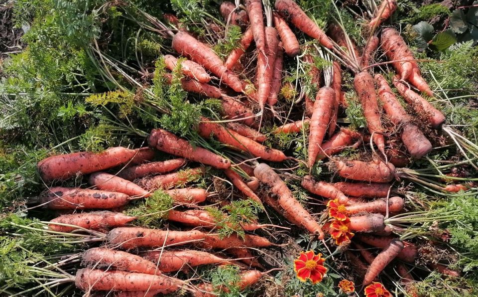 ������ �� ����������� ������� ��� ���������