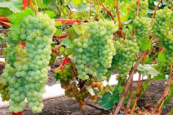 Цитронный Магарача: идеальный виноград для вашего сада