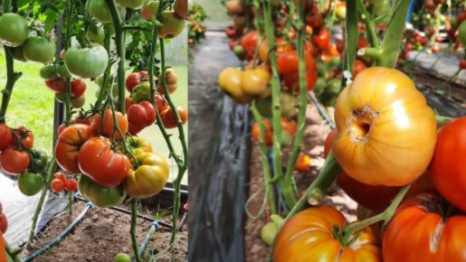 Томатные звезды для сибирских теплиц: как собрать до 15 кг с квадратного метра