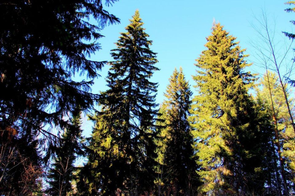 Максим Мартышин: Март- месяц, когда зима совсем не хочет уходить, а весна делает маленькие робкие шажочки