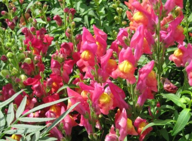 ������� ��������� ����������� �������� ����: �� ������ �� ��������� �����