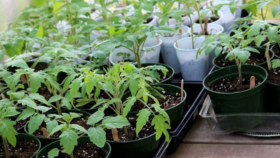 Как избежать вытягивания томатной рассады: полезные советы от опытной бабушки