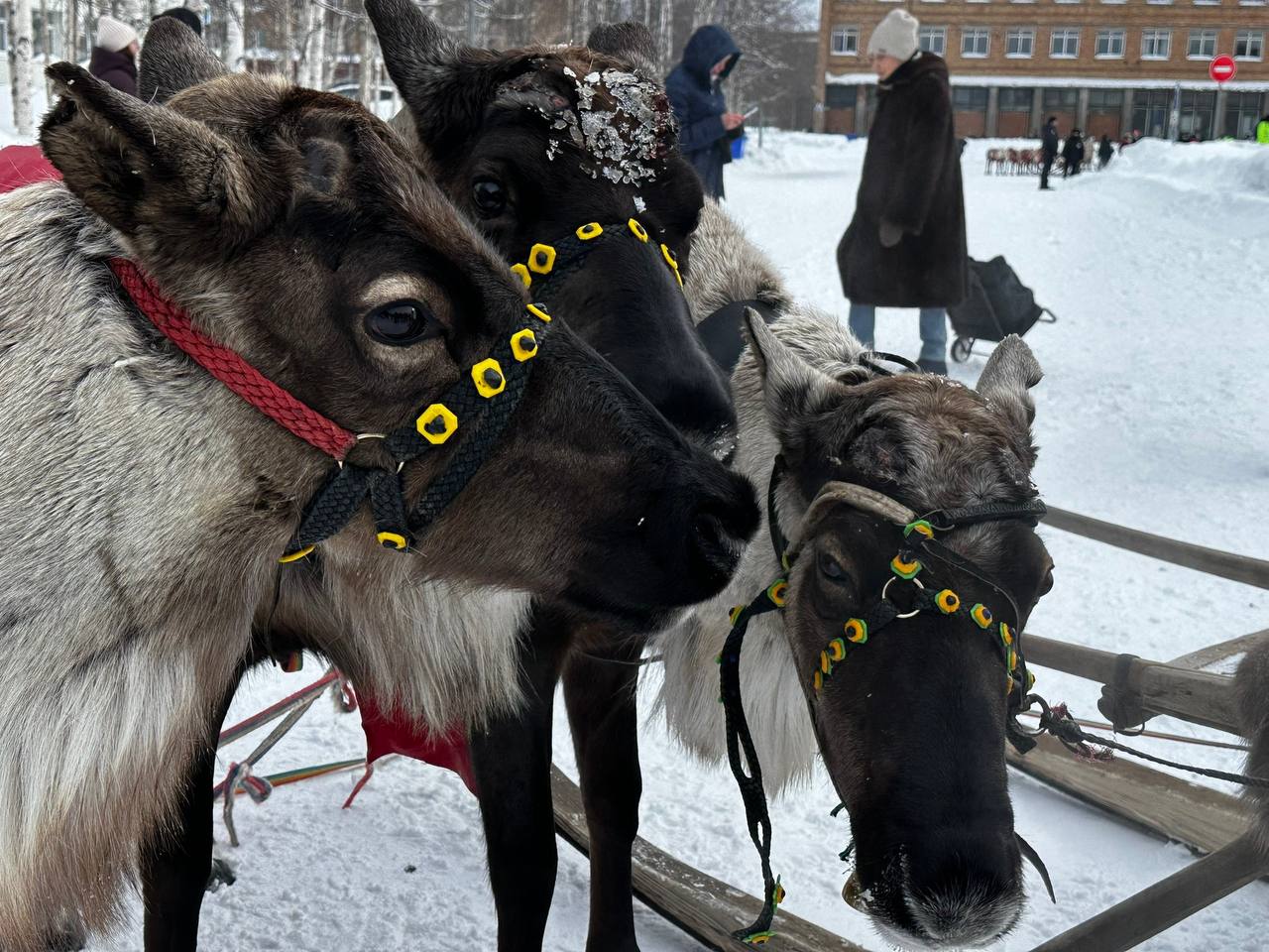 В Коми с размахом отметили традиционный праздник оленеводов В Коми с размахом отметили традиционный праздник оленеводов