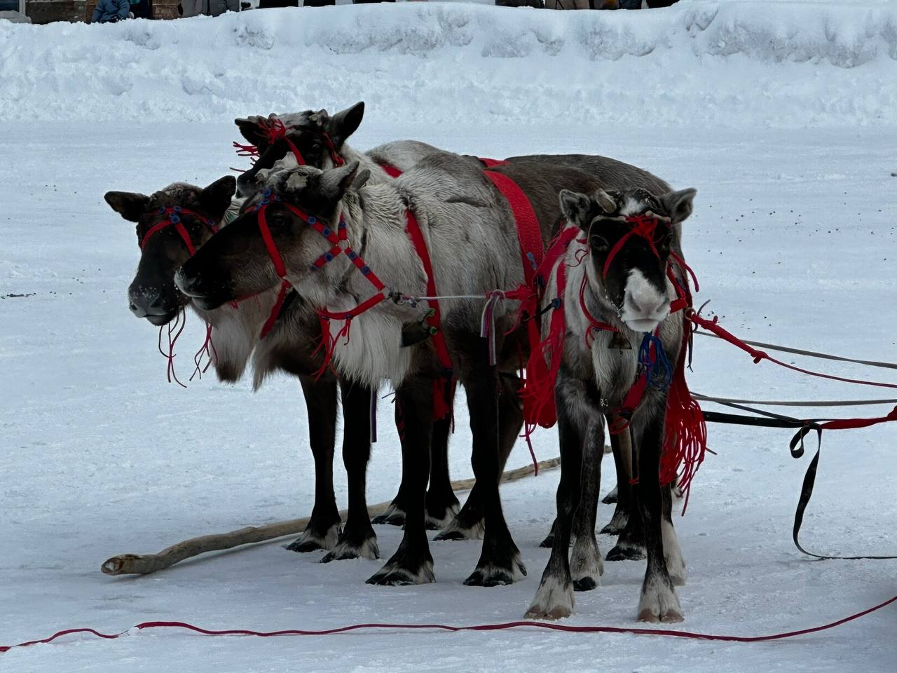 В Коми с размахом отметили традиционный праздник оленеводов В Коми с размахом отметили традиционный праздник оленеводов