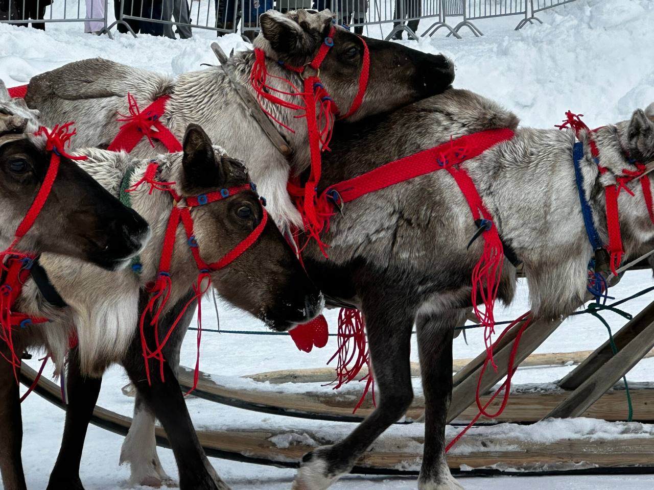 В Коми с размахом отметили традиционный праздник оленеводов В Коми с размахом отметили традиционный праздник оленеводов