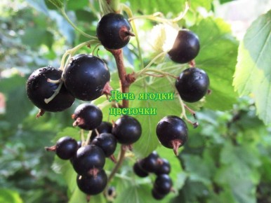 ���� �� ������������� ������� � �������: ������� ��������� ������