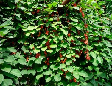 Природный заряд бодрости: все о шизандре китайской