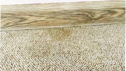 Как избавиться от запаха кошек: удивительные советы от уборщицы ветеринарной клиники