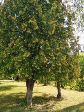Электричество для собственников участков в 2026 году: льготы и возможности