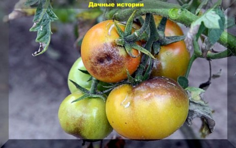 Как защитить томаты от фитофтороза: полезные советы для дачников