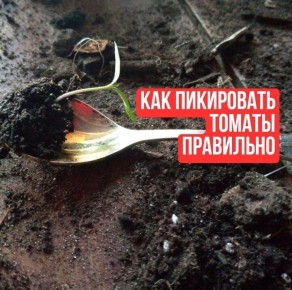 ��� ��������� ������� ������ �� �� ��������: ��� �������� ������ ���������