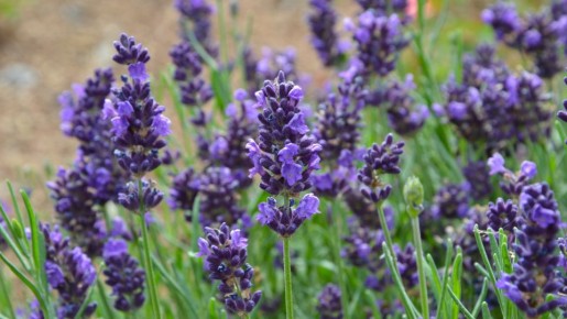Лаванда в средней полосе: как вырастить ароматное чудо в условиях русского климата