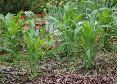 Совместный урожай: как ухаживать за огурцами и кукурузой вместе