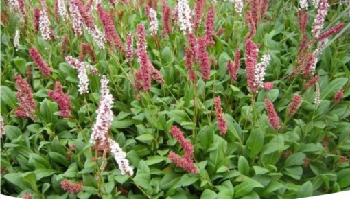 Необычные горцы: как украсить сад и создать зеленый оазис