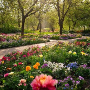 Сад как источник здоровья и вдохновения: открывающееся волшебство