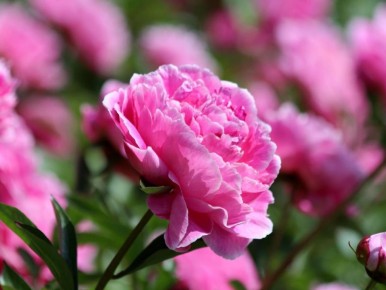 Пионы для вашего сада: секреты заботы и пышного цветения