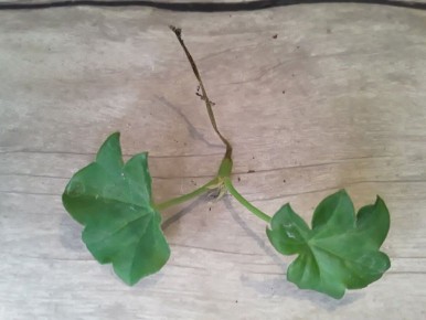 Черенкование: искусство или лотерея?