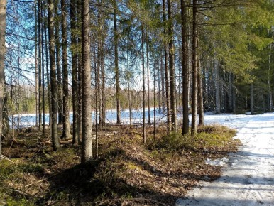 Следующая неделя в Коми будет переменчивой на погоду