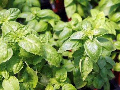 Базилик в стакане: как сделать зелень волшебной без почвы