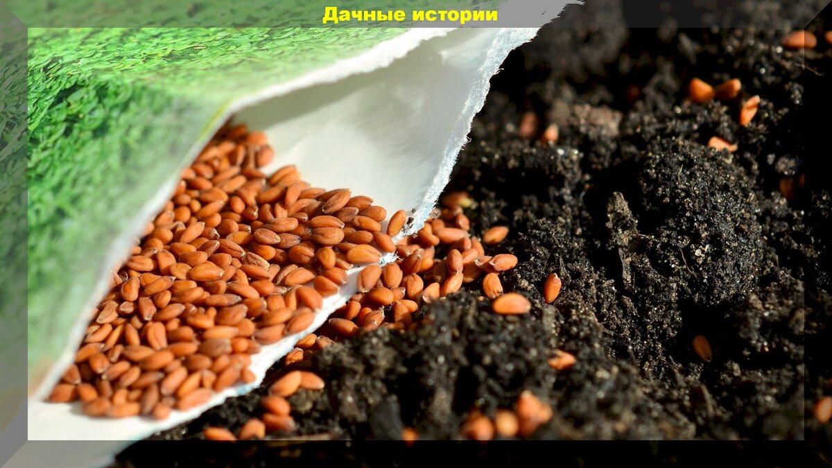 Грубейшие ошибки при подзимнем посеве: памятка для дачников