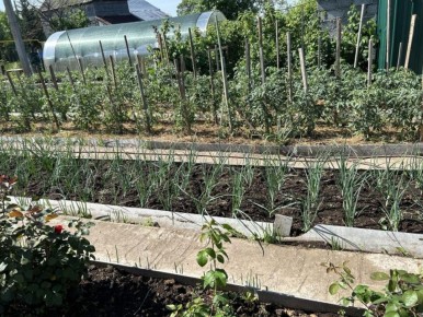 Как избавиться от медведки: секреты народного рецепта с яичной скорлупой