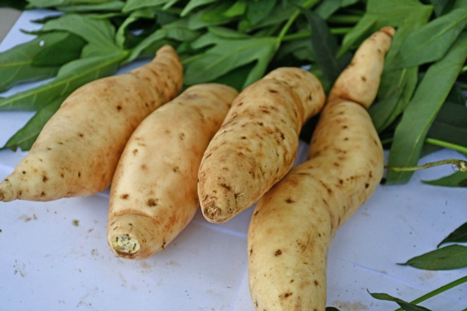 ������ �������� ����� ������: ����� ������ �� ��������� �������������������� ��������