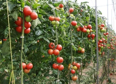 ������ �������� ���������: ��� ���� ���������� �������� ��������