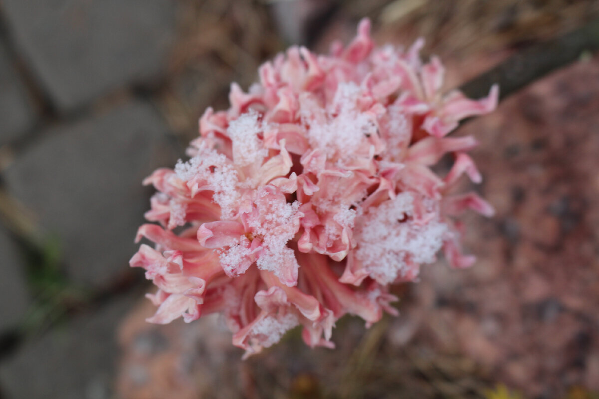 Возвращение зимы