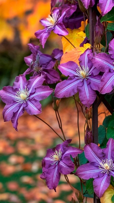 ��� ������ ��������� �����: �� ������� ���������� �� ��������� �����������