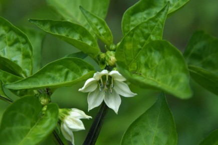 ������� �������� ������� �������� �����: ��� ��������� � ����� ��� �������� �����