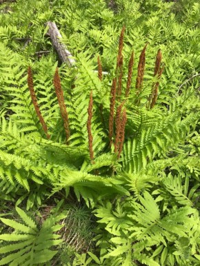 ��������-��������: ��� ���������� ������� �����