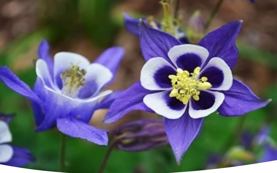 ���������� ���������: ������������ ������������ �������� �������� ��� ������ ����