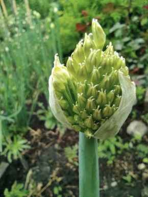 ���-�����: ��� �������� ���������� ������?