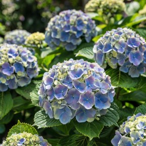 ������� ����� �� ����������: ��� �������� ���������� ��������