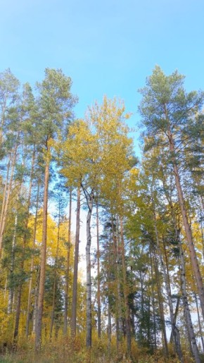 Страх одиночества: как пожилые люди справляются с пустотой в доме