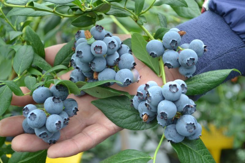 ��� ��������� ��������: ������� ��������� ����� �� �������