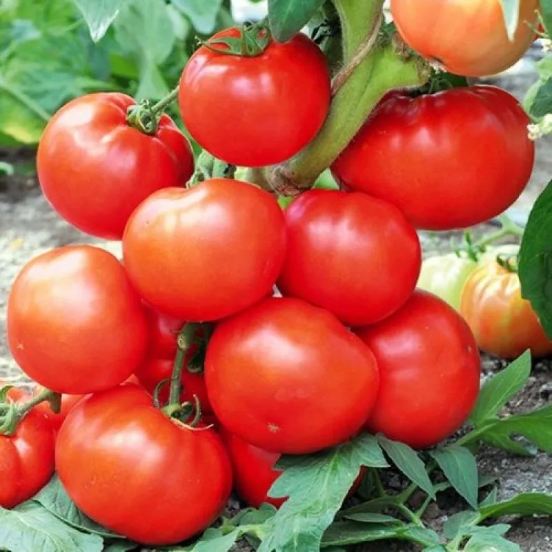 ��� ������ ������ �� ����������: ����������� ������ �� �����