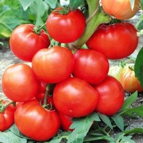 Как спасти томаты от заморозков: проверенные советы по уходу