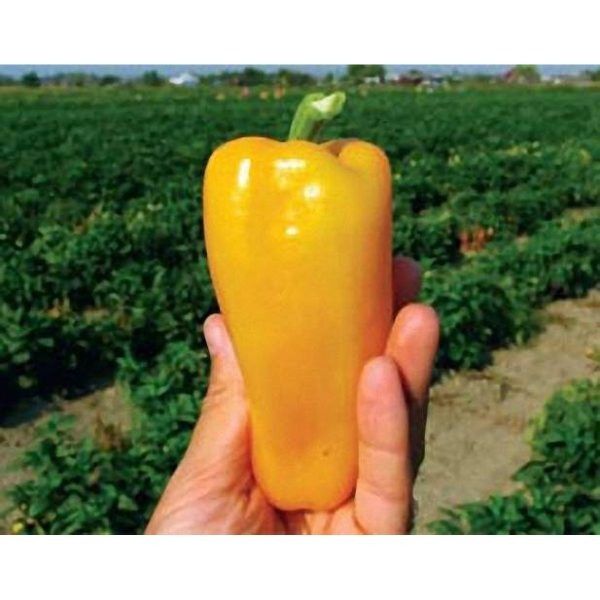 ����� ������: ���������� ����� ������ �� ������ �������