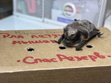 Как действовать, если в квартиру залетела летучая мышь