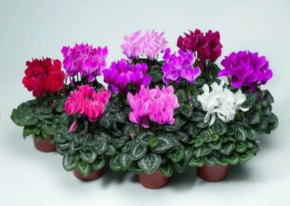 ����������� ���������: �����, ������� ����� ��������� ���������