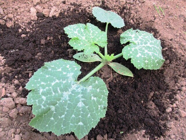 ��� ��������� ��������� �������: ���� �������� ��������� ���������