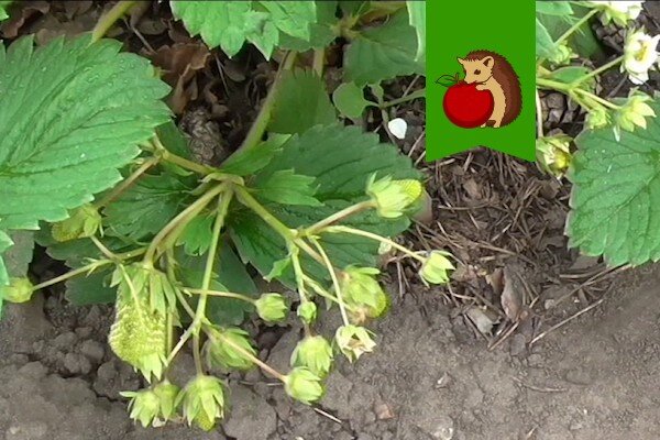 Почему завязи клубники сохнут и как с этим бороться?