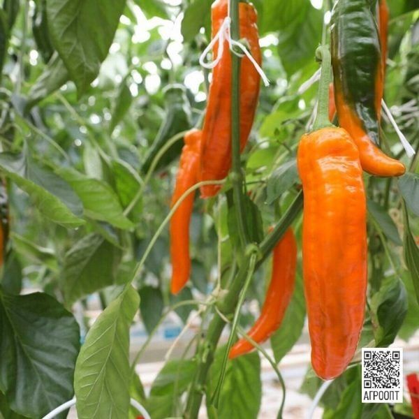 ������� ����� ������� �������: ��� ��������� ��������� ������